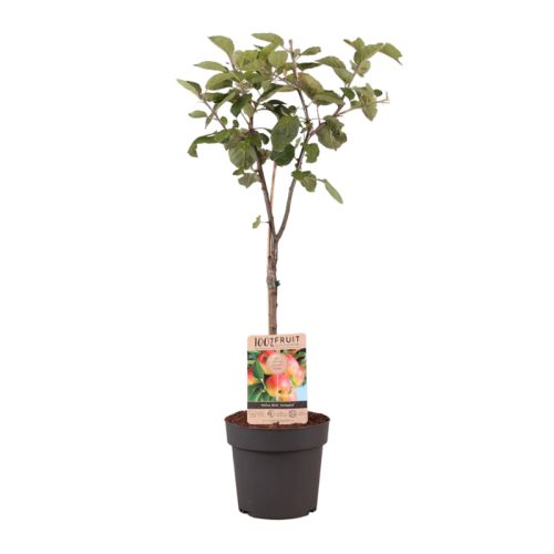 Obstbaum 95 cm - Bild 3